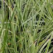 Ostřice 'Jubilo' - Carex brunnea 'Jubilo'