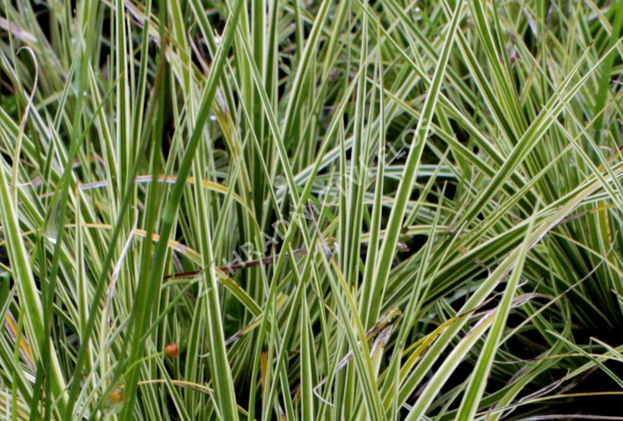 Ostřice hnědá 'Jubilo' - Carex brunnea 'Jubilo'