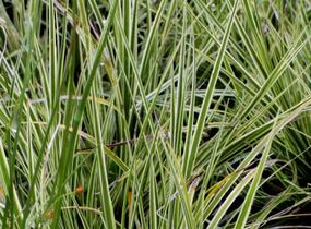 Ostřice hnědá 'Jubilo' - Carex brunnea 'Jubilo'