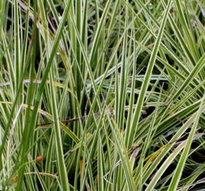 Ostřice 'Jubilo' - Carex brunnea 'Jubilo'