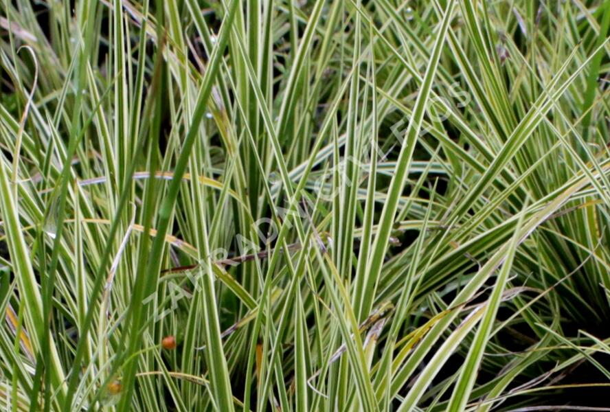 Ostřice hnědá 'Jubilo' - Carex brunnea 'Jubilo'