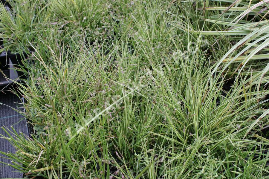 Ostřice 'Jubilo' - Carex brunnea 'Jubilo'