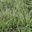 Ostřice 'Jubilo' - Carex brunnea 'Jubilo'