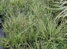 Ostřice hnědá 'Jubilo' - Carex brunnea 'Jubilo'