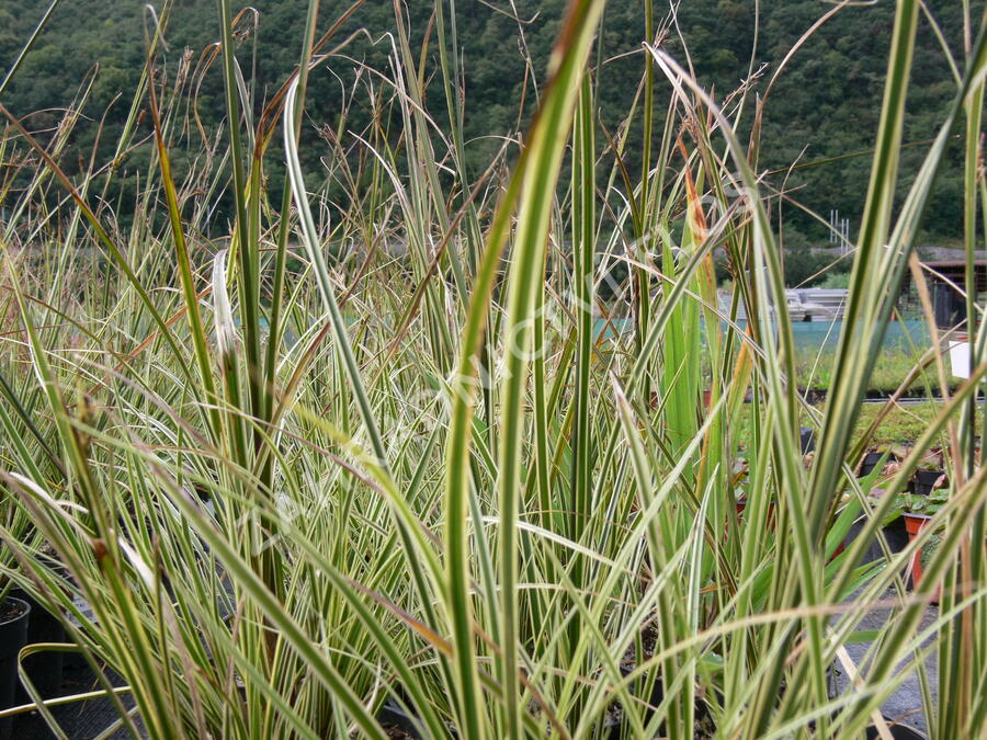 Ostřice 'Aureovariegata' - Carex brunnea 'Aureovariegata'