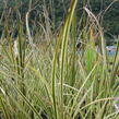 Ostřice 'Aureovariegata' - Carex brunnea 'Aureovariegata'