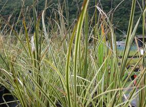 Ostřice hnědá 'Aureovariegata' - Carex brunnea 'Aureovariegata'