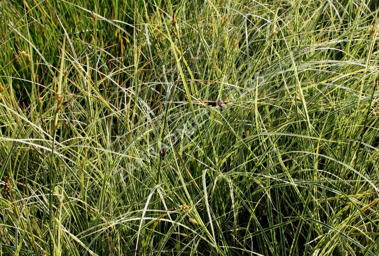Ostřice hnědá 'Aureovariegata' - Carex brunnea 'Aureovariegata'