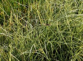 Ostřice hnědá 'Aureovariegata' - Carex brunnea 'Aureovariegata'