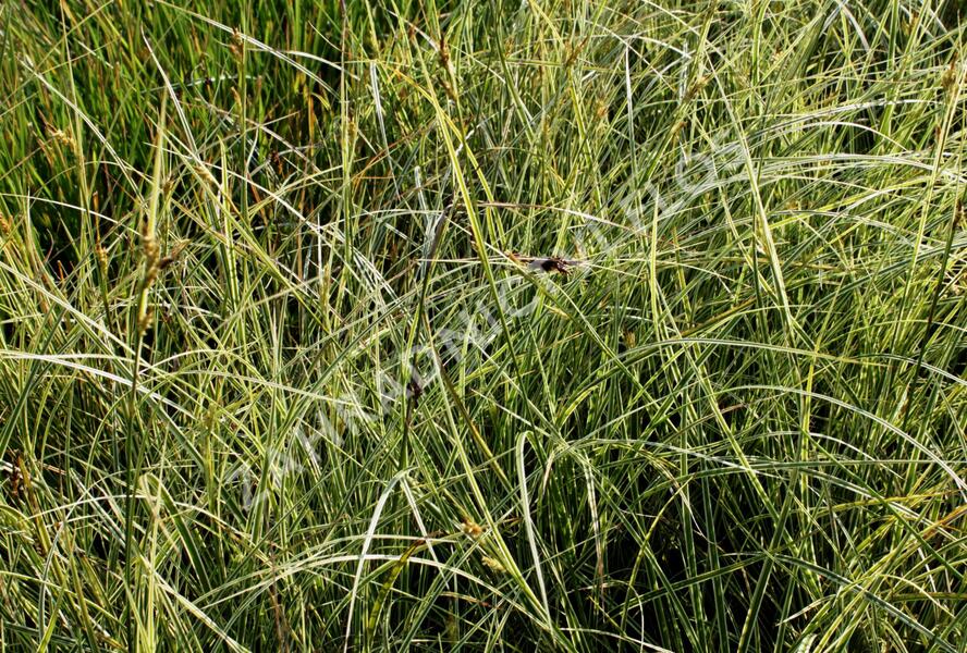 Ostřice hnědá 'Aureovariegata' - Carex brunnea 'Aureovariegata'