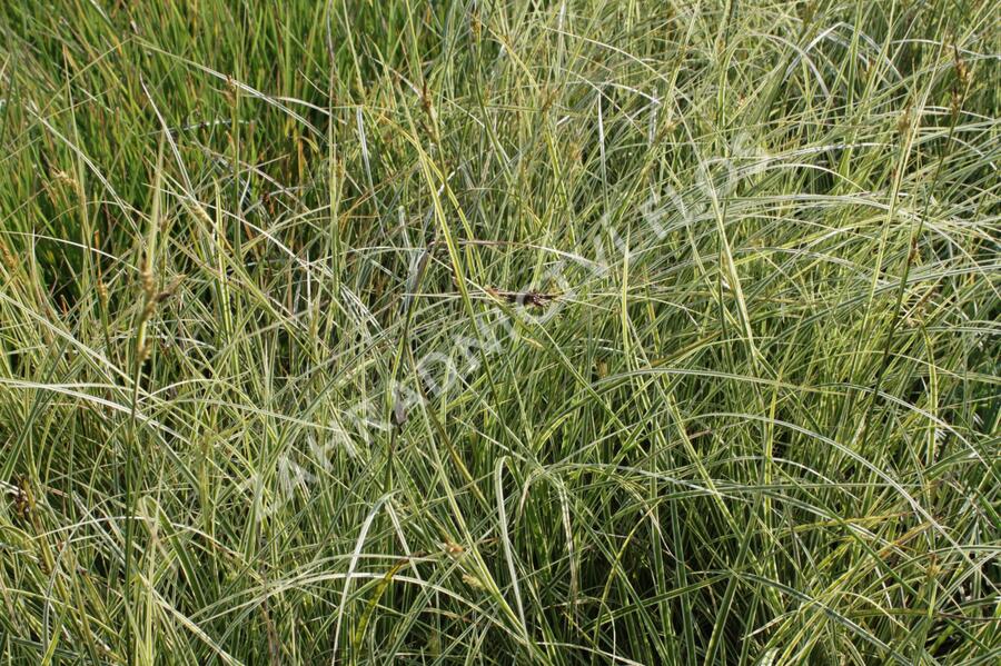 Ostřice 'Aureovariegata' - Carex brunnea 'Aureovariegata'