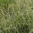 Ostřice 'Aureovariegata' - Carex brunnea 'Aureovariegata'