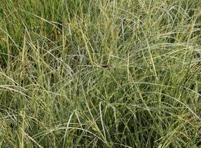 Ostřice hnědá 'Aureovariegata' - Carex brunnea 'Aureovariegata'