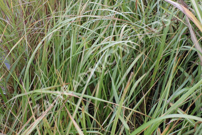 Třtina ostrokvětá 'Eldorado' - Calamagrostis acutiflora 'Eldorado'