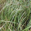 Třtina ostrokvětá 'Eldorado' - Calamagrostis acutiflora 'Eldorado'