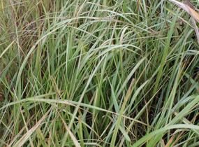 Třtina ostrokvětá 'Eldorado' - Calamagrostis acutiflora 'Eldorado'