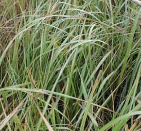 Třtina ostrokvětá 'Eldorado' - Calamagrostis acutiflora 'Eldorado'