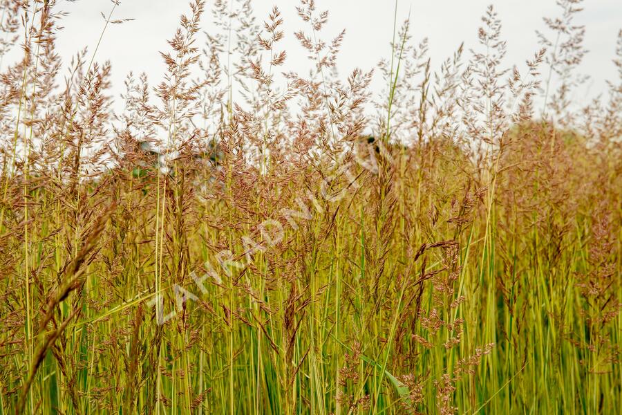 Třtina ostrokvětá 'Eldorado' - Calamagrostis acutiflora 'Eldorado'