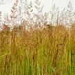 Třtina ostrokvětá 'Eldorado' - Calamagrostis acutiflora 'Eldorado'