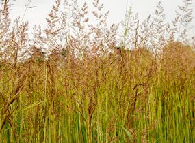 Třtina ostrokvětá 'Eldorado' - Calamagrostis acutiflora 'Eldorado'