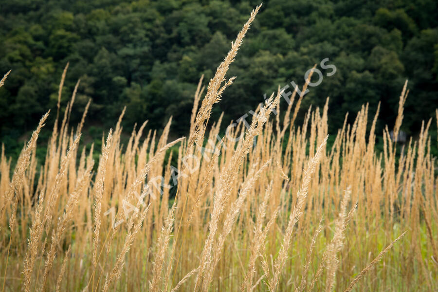 Třtina ostrokvětá 'Eldorado' - Calamagrostis acutiflora 'Eldorado'