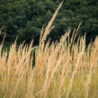 Třtina ostrokvětá 'Eldorado' - Calamagrostis acutiflora 'Eldorado'