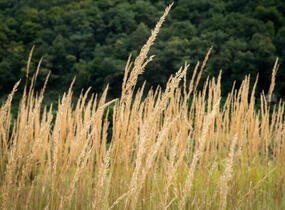 Třtina ostrokvětá 'Eldorado' - Calamagrostis acutiflora 'Eldorado'