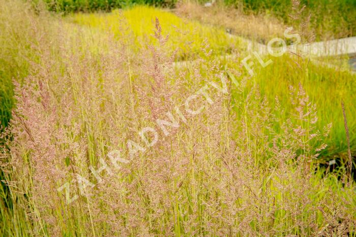 Třtina ostrokvětá 'Eldorado' - Calamagrostis acutiflora 'Eldorado'