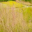 Třtina ostrokvětá 'Eldorado' - Calamagrostis acutiflora 'Eldorado'