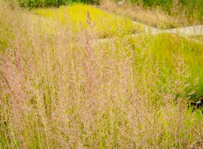Třtina ostrokvětá 'Eldorado' - Calamagrostis acutiflora 'Eldorado'