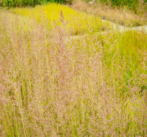 Třtina ostrokvětá 'Eldorado' - Calamagrostis acutiflora 'Eldorado'