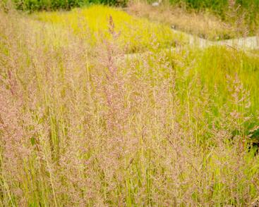 Třtina ostrokvětá 'Eldorado'