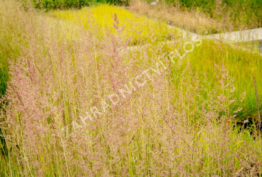 Třtina ostrokvětá 'Eldorado' - Calamagrostis acutiflora 'Eldorado'