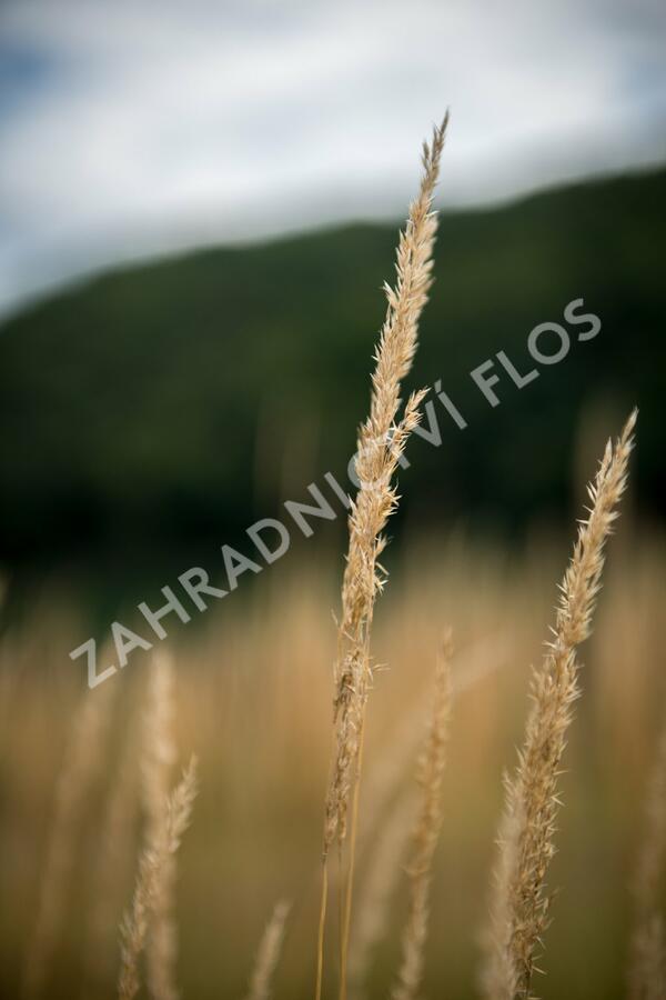 Třtina ostrokvětá 'Eldorado' - Calamagrostis acutiflora 'Eldorado'