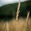 Třtina ostrokvětá 'Eldorado' - Calamagrostis acutiflora 'Eldorado'