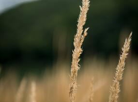 Třtina ostrokvětá 'Eldorado' - Calamagrostis acutiflora 'Eldorado'