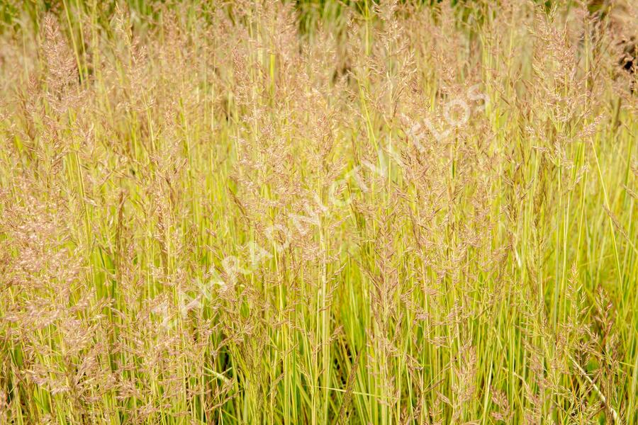 Třtina ostrokvětá 'Avalanche' - Calamagrostis acutiflora 'Avalanche'