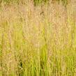 Třtina ostrokvětá 'Avalanche' - Calamagrostis acutiflora 'Avalanche'