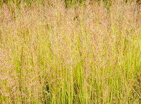 Třtina ostrokvětá 'Avalanche' - Calamagrostis acutiflora 'Avalanche'