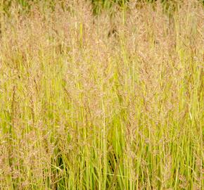 Třtina ostrokvětá 'Avalanche' - Calamagrostis acutiflora 'Avalanche'