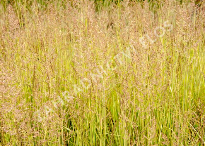 Třtina ostrokvětá 'Avalanche' - Calamagrostis acutiflora 'Avalanche'