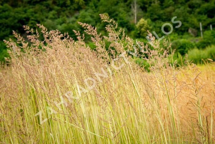 Třtina ostrokvětá 'Avalanche' - Calamagrostis acutiflora 'Avalanche'