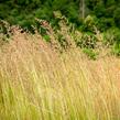 Třtina ostrokvětá 'Avalanche' - Calamagrostis acutiflora 'Avalanche'