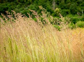 Třtina ostrokvětá 'Avalanche' - Calamagrostis acutiflora 'Avalanche'