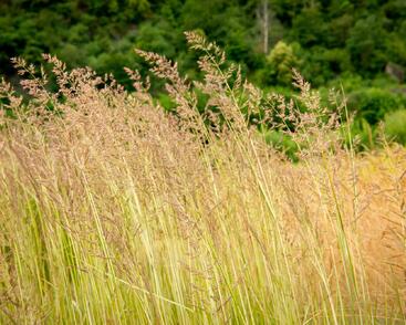 Třtina ostrokvětá 'Avalanche'