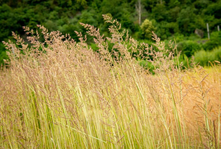 Třtina ostrokvětá 'Avalanche' - Calamagrostis acutiflora 'Avalanche'