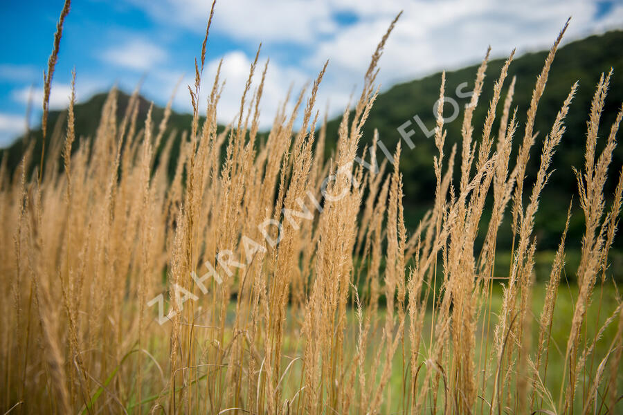 Třtina ostrokvětá 'Avalanche' - Calamagrostis acutiflora 'Avalanche'