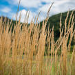 Třtina ostrokvětá 'Avalanche' - Calamagrostis acutiflora 'Avalanche'
