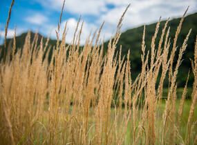 Třtina ostrokvětá 'Avalanche' - Calamagrostis acutiflora 'Avalanche'