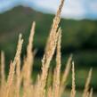 Třtina ostrokvětá 'Avalanche' - Calamagrostis acutiflora 'Avalanche'